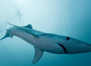 爱游戏大厅-奥运周期关键战，从皇家社会横扫马里看焦点战的战略与启示