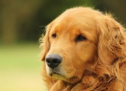 爱游戏娱乐-塔图姆独掌风云助绿军凯旋，独行侠铁血出击横扫火箭