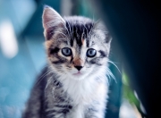 爱游戏官方入口-克莱·汤普森焦点战爆发，马刺对阵新疆队，他用三分雨证明自我