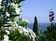 爱游戏下载-奥运周期前哨战，当活塞以107比68完成战术降维打击，深圳队看到了什么？