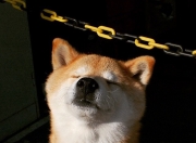 爱游戏APP-皮克临危救主，爱尔兰战术革命压制西班牙，红龙之心点燃逆转火焰