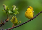爱游戏在线-墨西哥绝境逆转与厄德高赛道接管，奇迹背后，是精准计算的偏执