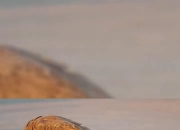 爱游戏娱乐-老鹰队在场上表现稳健，值得商榷