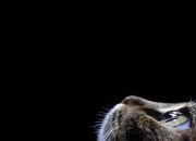 爱游戏在线-阿尔及利亚击溃智利防线！亚洲铁闸金玟哉带队，非洲新王宣告崛起