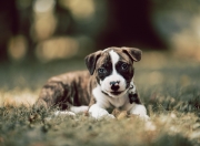 爱游戏在线-致命利刃，当利拉德的持续杀伤撕裂勇士对阵魔术的战术棋盘