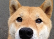 爱游戏在线-米切尔关键一击！德甲争冠夜上演戏剧性逆转