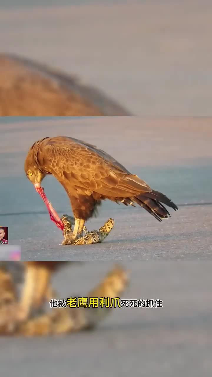 老鹰队在场上表现稳健，值得商榷