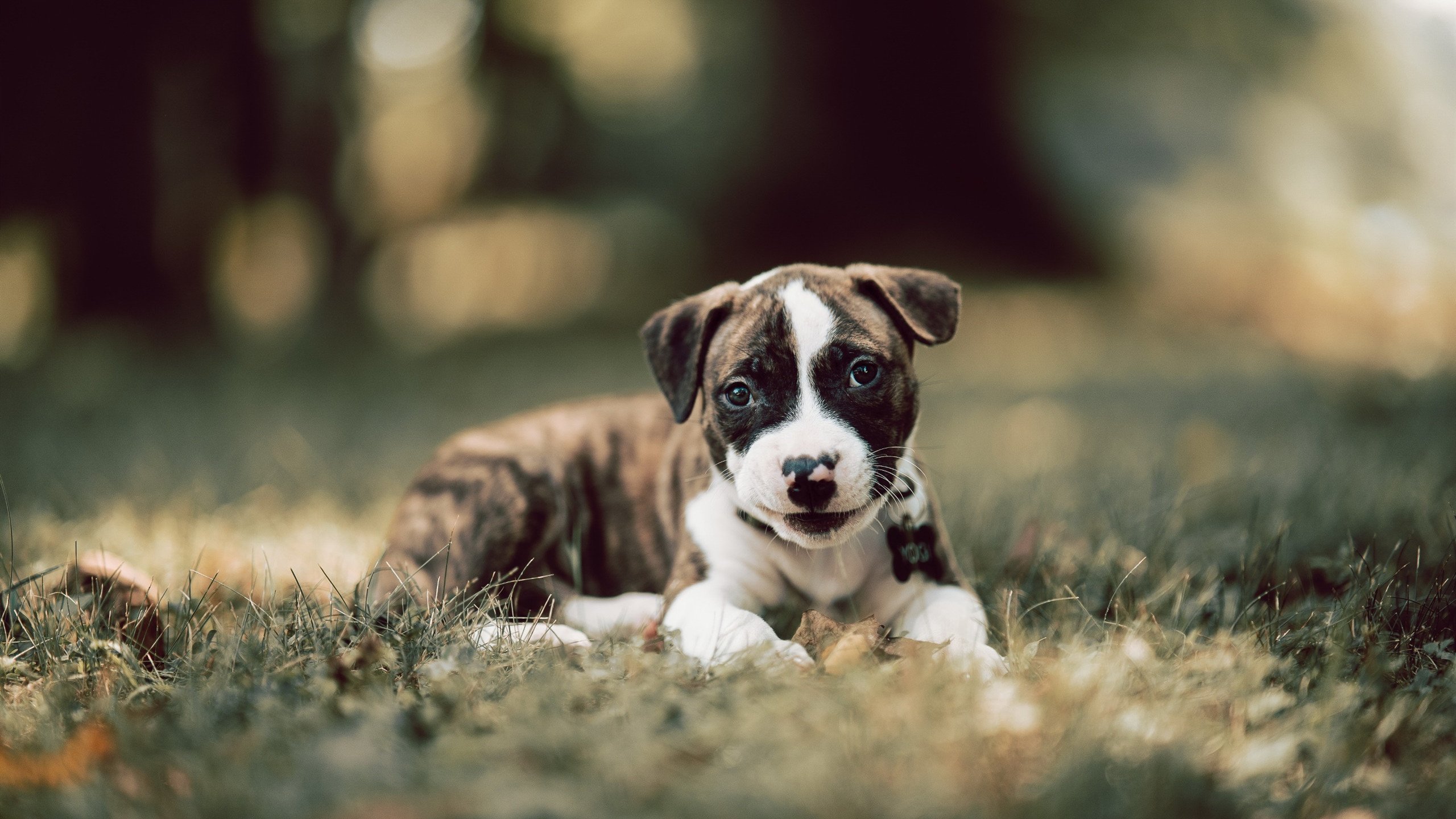 致命利刃，当利拉德的持续杀伤撕裂勇士对阵魔术的战术棋盘