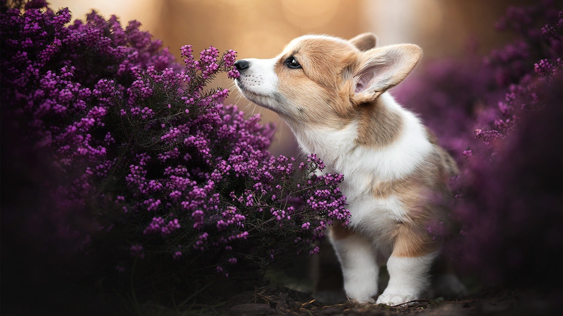 孤胆英雄的悲歌与整体进攻的风暴，当个人主义遭遇团队洪流