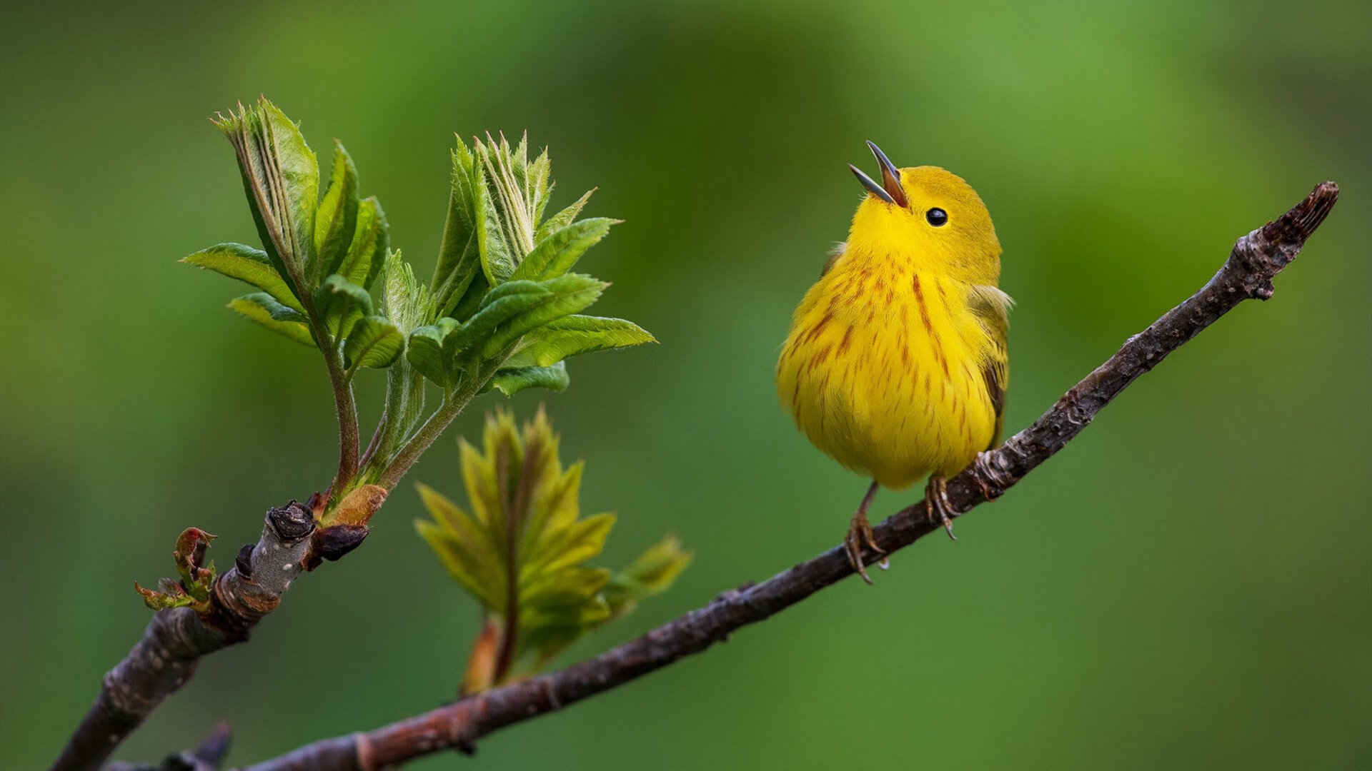 墨西哥绝境逆转与厄德高赛道接管，奇迹背后，是精准计算的偏执